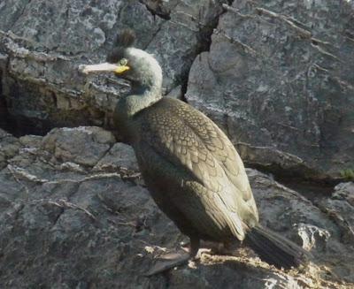 Cormoranes moñudos con moño