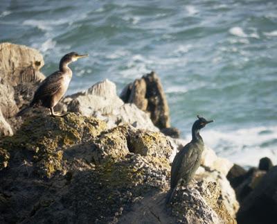Cormoranes moñudos con moño