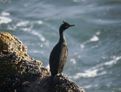 Cormoranes moñudos con moño