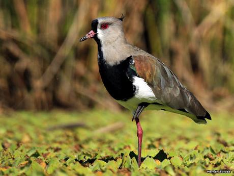 Imágenes destacadas de 2015