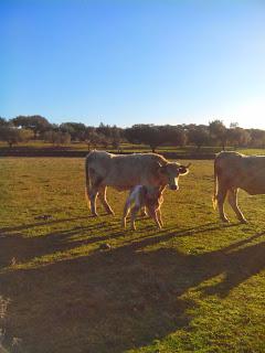 Enfermedades con la leche