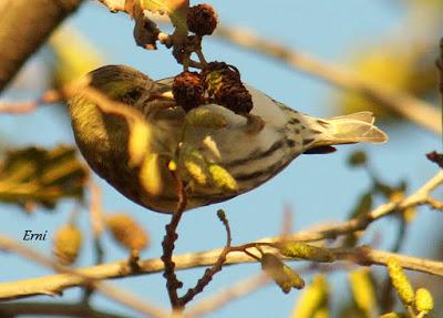 REYES Y OBJETIVO PARA EL NUEVO AÑO