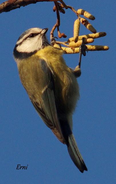 REYES Y OBJETIVO PARA EL NUEVO AÑO