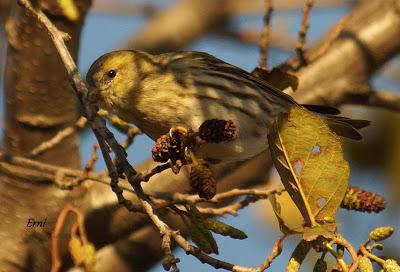 REYES Y OBJETIVO PARA EL NUEVO AÑO