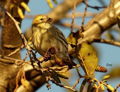 REYES Y OBJETIVO PARA EL NUEVO AÑO