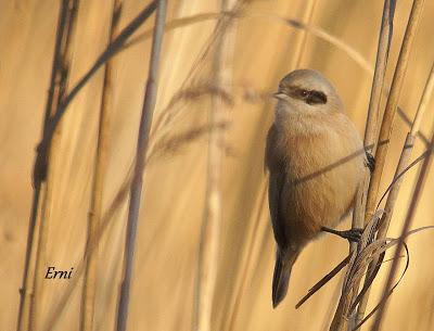 REYES Y OBJETIVO PARA EL NUEVO AÑO