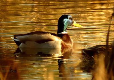 REYES Y OBJETIVO PARA EL NUEVO AÑO