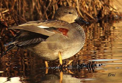 REYES Y OBJETIVO PARA EL NUEVO AÑO