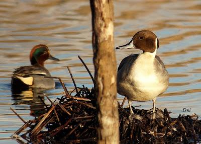 REYES Y OBJETIVO PARA EL NUEVO AÑO