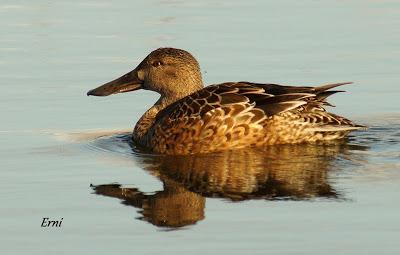 REYES Y OBJETIVO PARA EL NUEVO AÑO