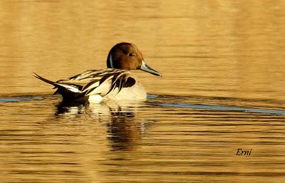 REYES Y OBJETIVO PARA EL NUEVO AÑO