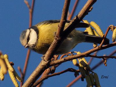 REYES Y OBJETIVO PARA EL NUEVO AÑO