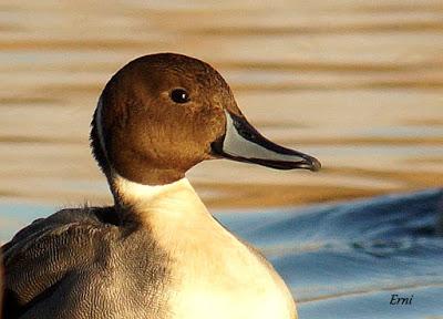 REYES Y OBJETIVO PARA EL NUEVO AÑO