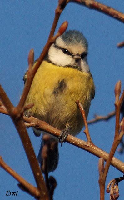 REYES Y OBJETIVO PARA EL NUEVO AÑO
