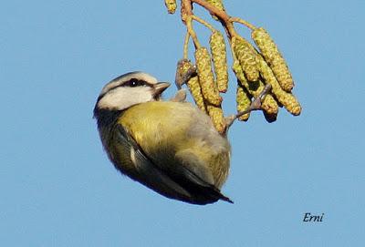 REYES Y OBJETIVO PARA EL NUEVO AÑO
