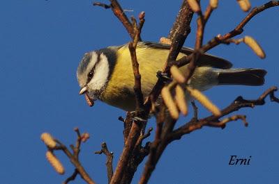 REYES Y OBJETIVO PARA EL NUEVO AÑO