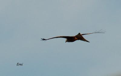 REYES Y OBJETIVO PARA EL NUEVO AÑO