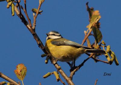 REYES Y OBJETIVO PARA EL NUEVO AÑO