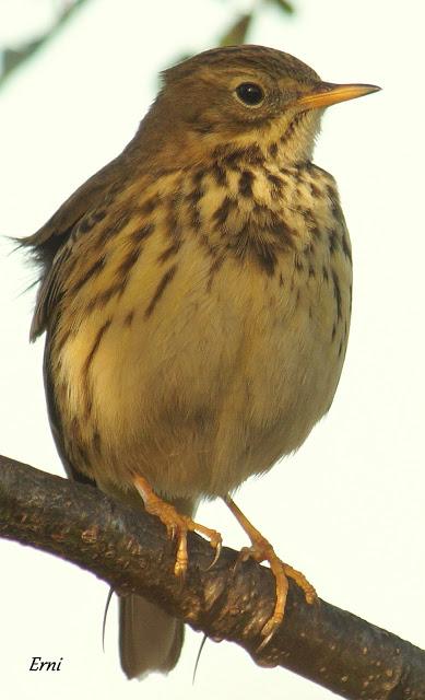 REYES Y OBJETIVO PARA EL NUEVO AÑO