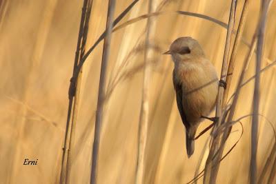 REYES Y OBJETIVO PARA EL NUEVO AÑO