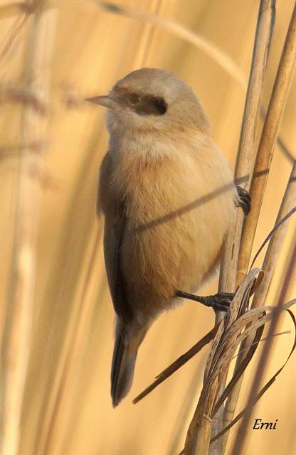REYES Y OBJETIVO PARA EL NUEVO AÑO