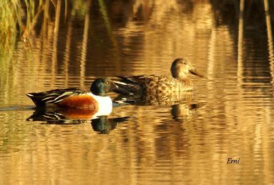 REYES Y OBJETIVO PARA EL NUEVO AÑO