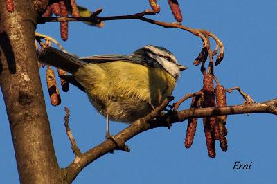 REYES Y OBJETIVO PARA EL NUEVO AÑO