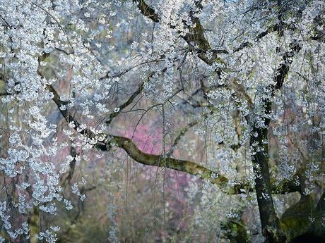 2015: Las Mejores 20 Fotografías del National Geographic