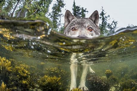 2015: Las Mejores 20 Fotografías del National Geographic