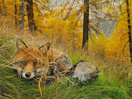 2015: Las Mejores 20 Fotografías del National Geographic