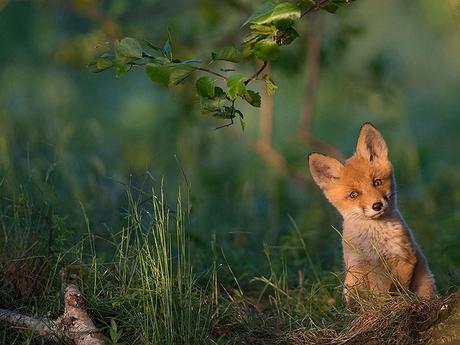 2015: Las Mejores 20 Fotografías del National Geographic