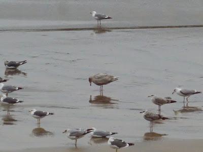 Gaviota hiperbórea en Bañugues