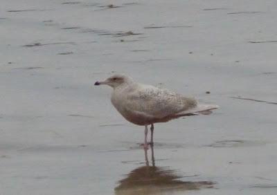 Gaviota hiperbórea en Bañugues
