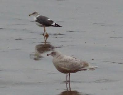 Gaviota hiperbórea en Bañugues