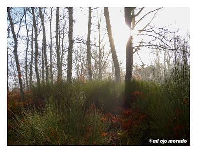Camino de las raíces. Arte en la naturaleza