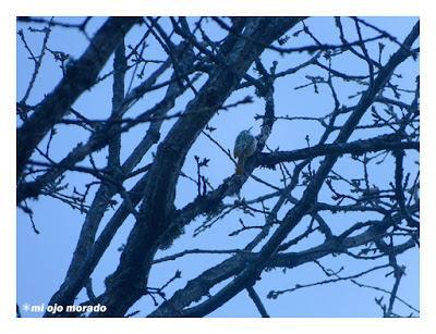 Camino de las raíces. Arte en la naturaleza
