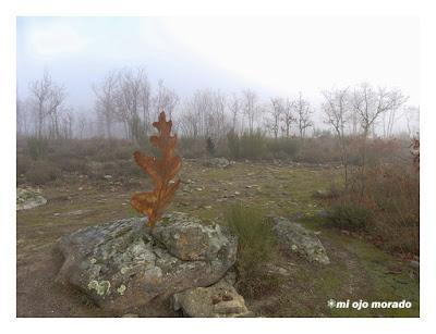 Camino de las raíces. Arte en la naturaleza