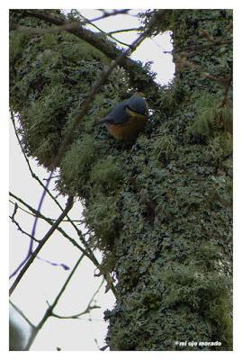 Camino de las raíces. Arte en la naturaleza
