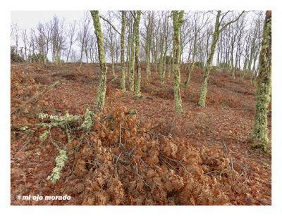 Camino de las raíces. Arte en la naturaleza
