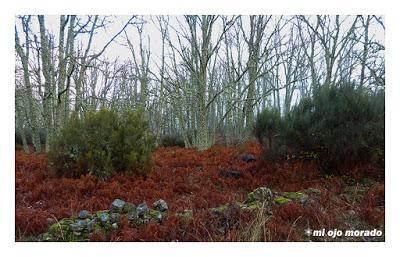 Camino de las raíces. Arte en la naturaleza