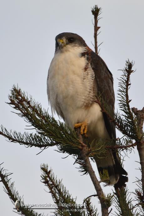 Aguilucho común ( Red-backed Hawk) Buteo polyosoma