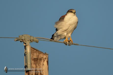 Aguilucho común ( Red-backed Hawk) Buteo polyosoma