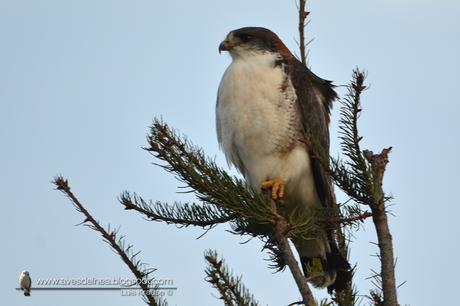 Aguilucho común ( Red-backed Hawk) Buteo polyosoma
