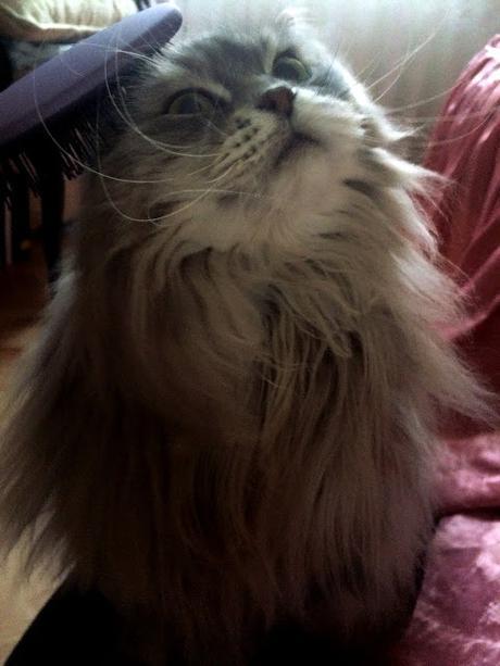 The Wet Brush The Wet Brush