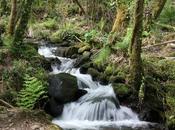 Bosques terapéuticos