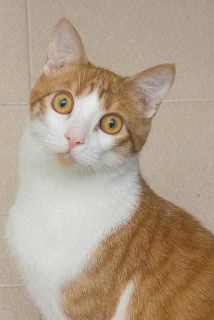 Pata de cordero al horno con Oporto y romero