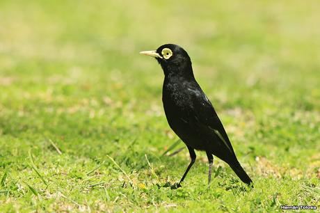 Pico de plata terrícola