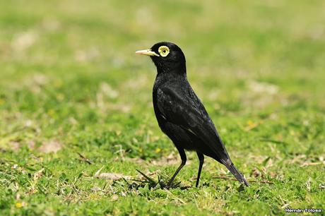 Pico de plata terrícola