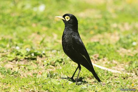 Pico de plata terrícola