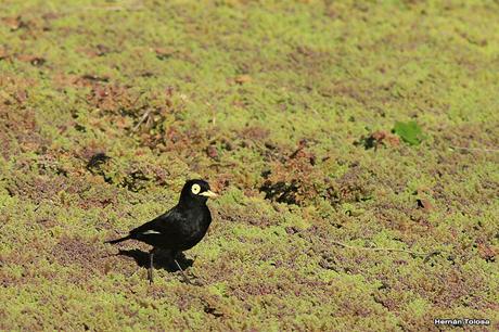 Pico de plata terrícola